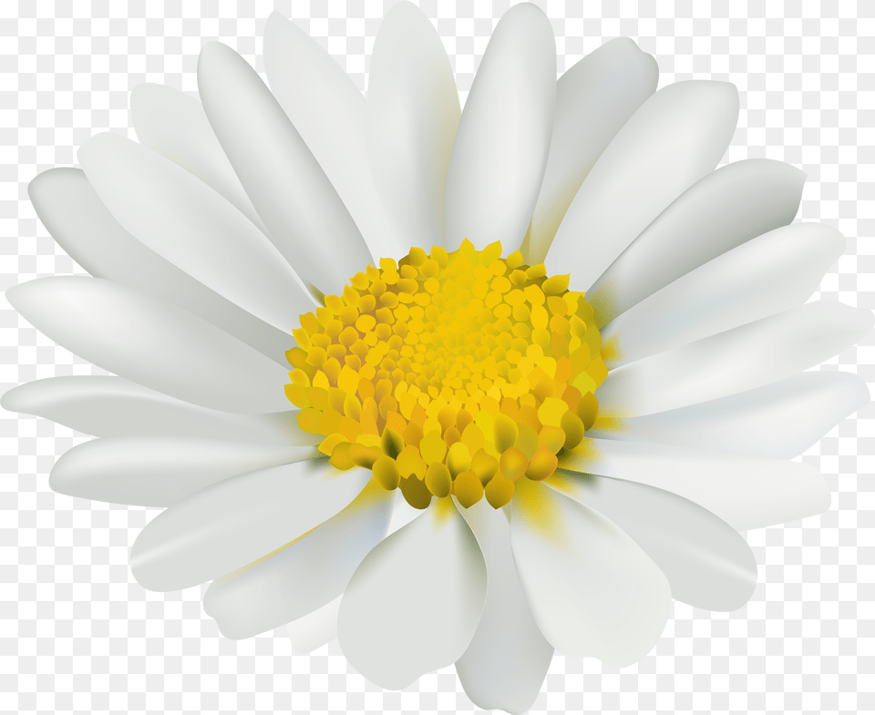 Download Chamomile Image With Free Transparent Png