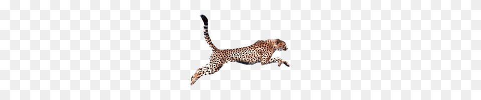 Cheetah Photo And Clipart Freepngimg, Animal, Mammal, Wildlife Free Png Download