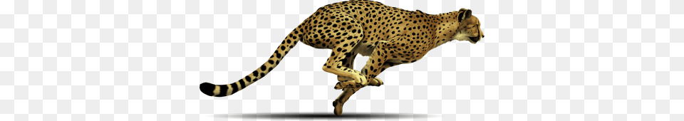 Download Cheetah Free Transparent And Clipart, Animal, Mammal, Wildlife Png Image