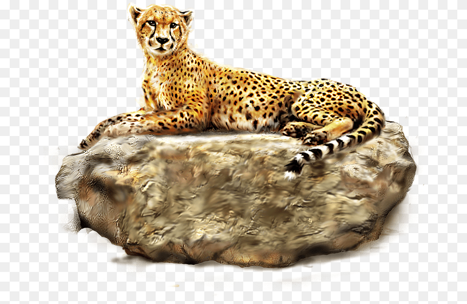 Download Cheetah Images Bulk Forest Wild Life Animal, Mammal, Wildlife Free Png