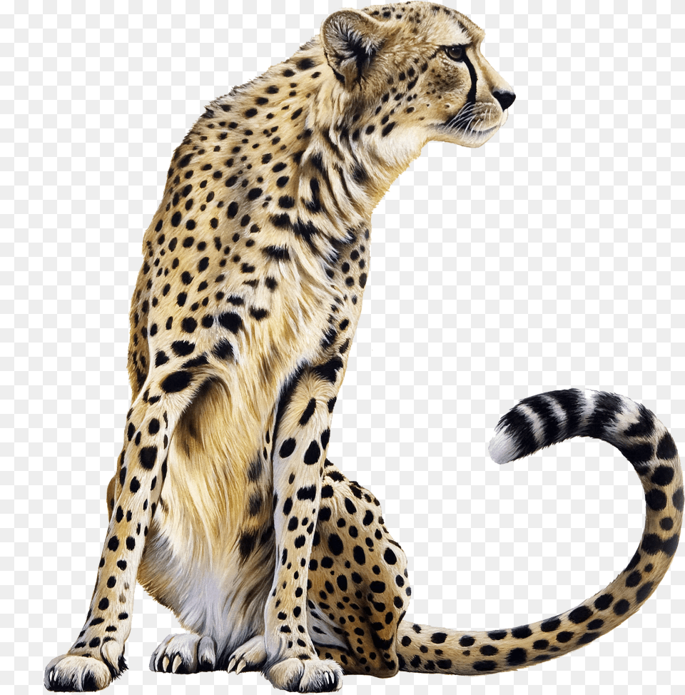 Download Cheetah Sitting For Free Cheetah, Animal, Mammal, Wildlife, Panther Png Image