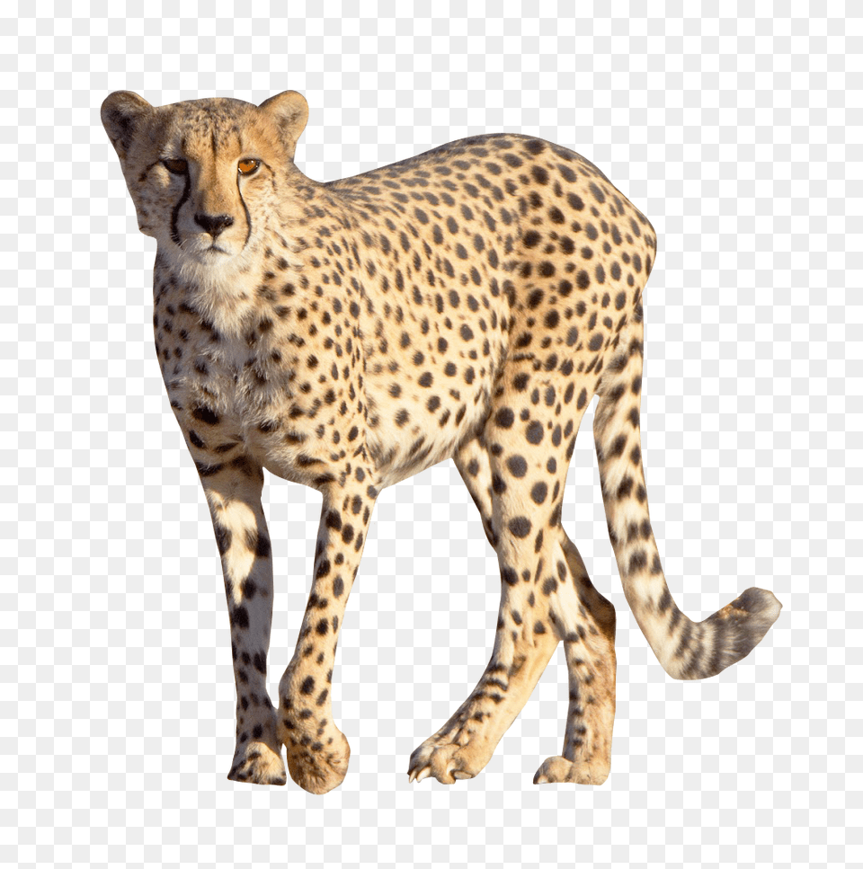 Download Cheetah Transparent And Clipart Cheetah, Animal, Mammal, Wildlife Png Image