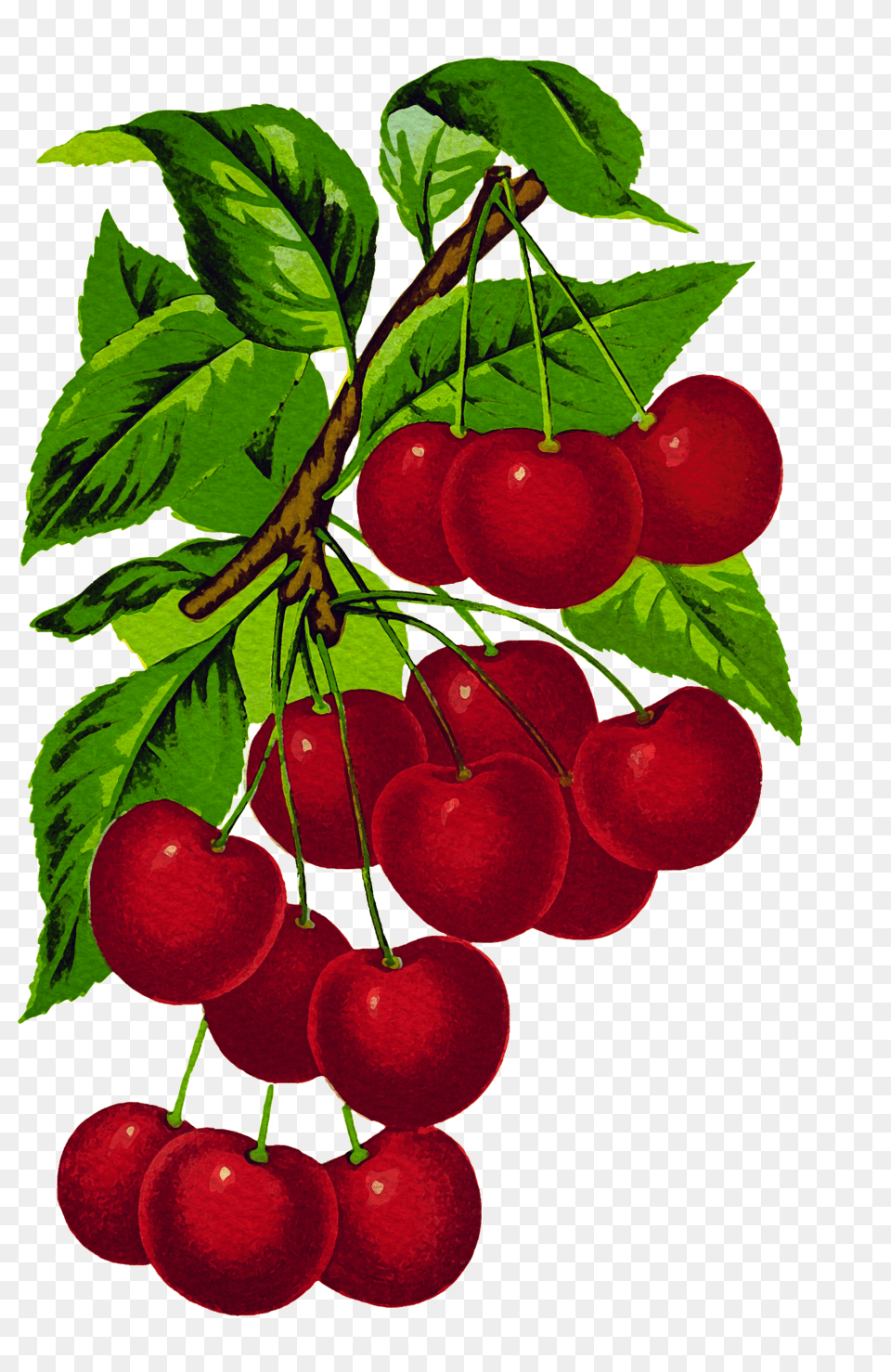 Download Cherries Vintage Hd Uokplrs Branch Of Cherries, Cherry, Food, Fruit, Plant Png