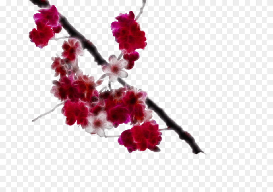 Download Cherry Blossom Clipart Red Cherry Blossom Real, Flower, Plant, Petal, Cherry Blossom Free Transparent Png