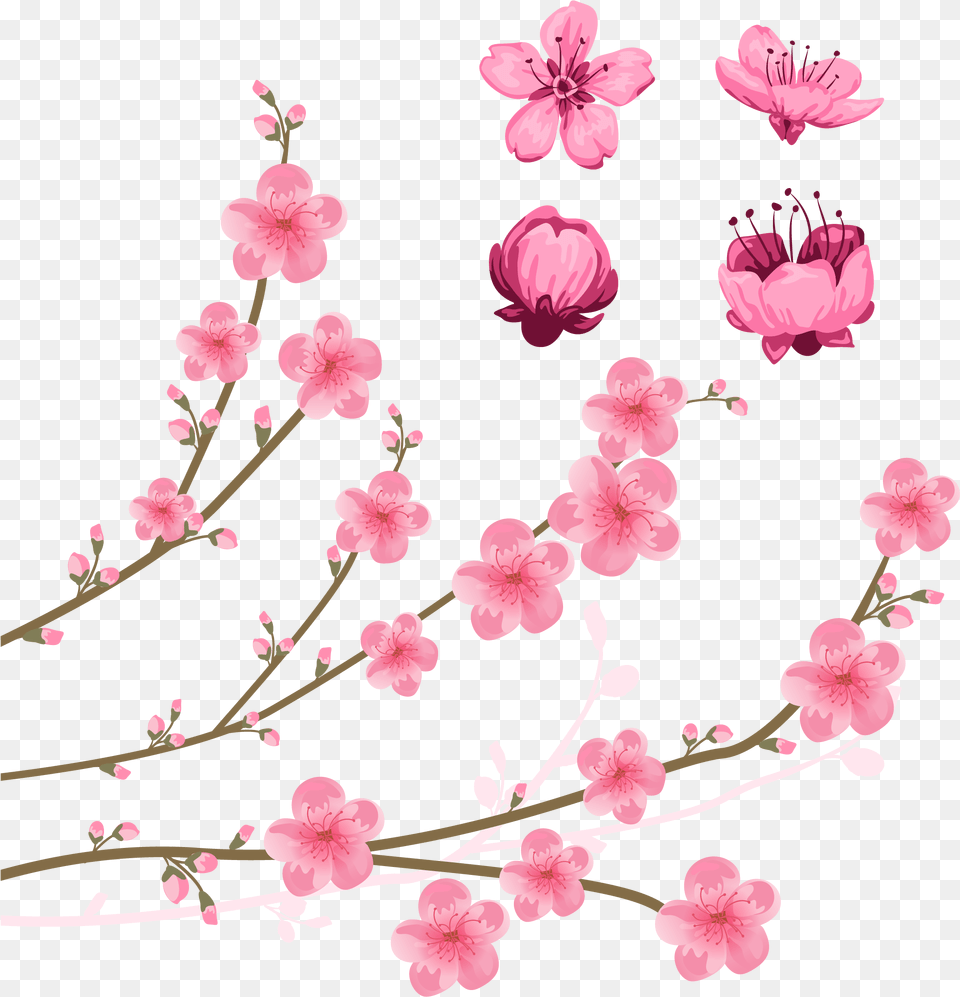 Download Cherry Blossom Drawing Illustration Clip Art Cherry Blossom Watercolor Vector Flower, Plant, Petal, Cherry Blossom Free Png