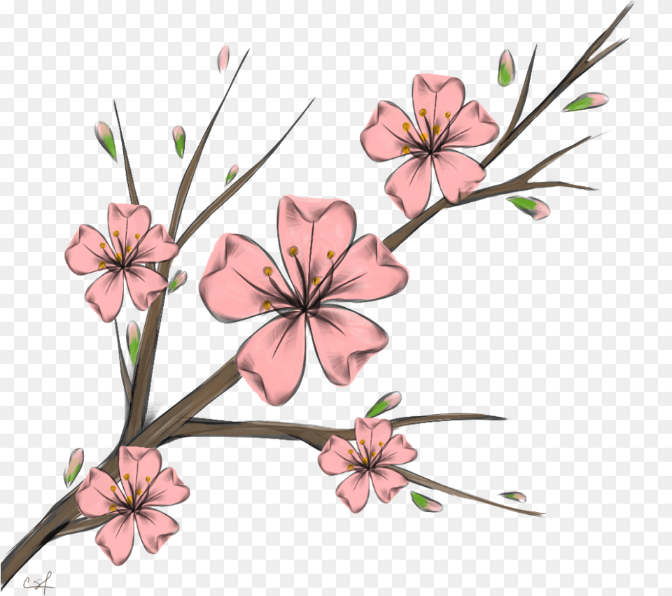 Download Cherry Blossom Flowers Branshes Freetoedit Banner Cherry Blossom Flower Cartoon, Geranium, Plant, Anther, Petal Png