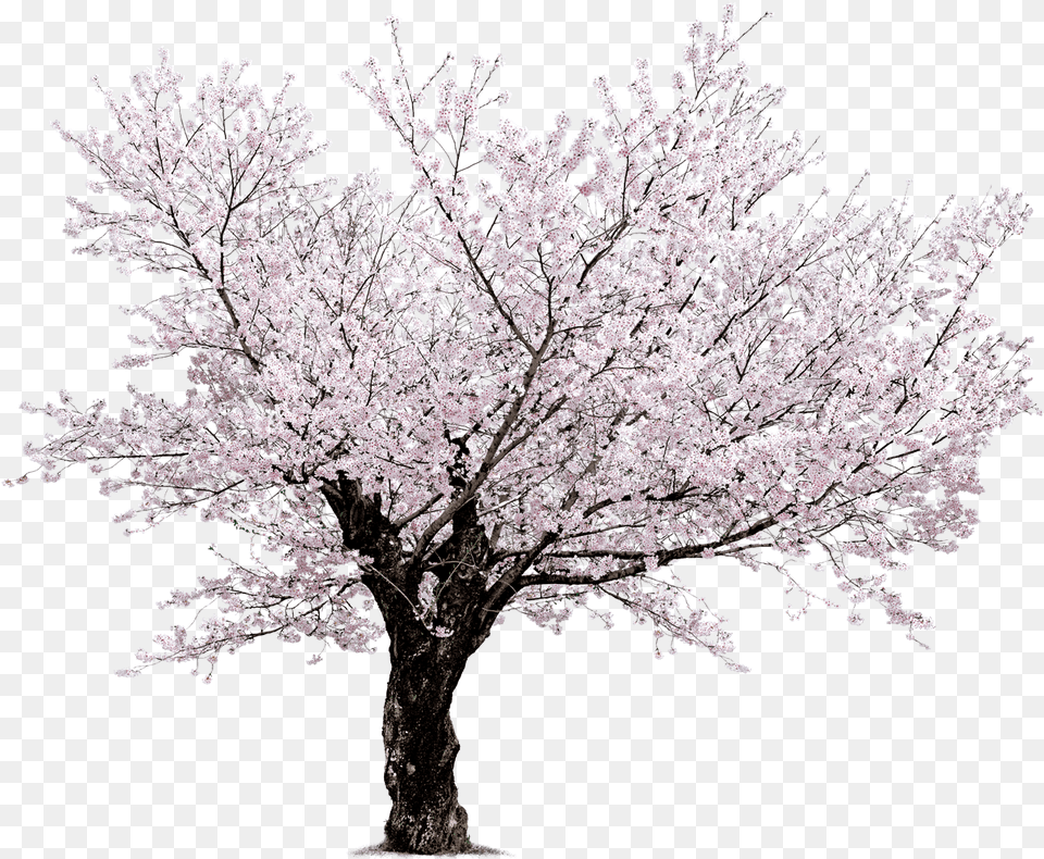 Download Cherry Blossom Tree Cherry Blossom Tree Beautiful Tree, Flower, Plant, Cherry Blossom Png