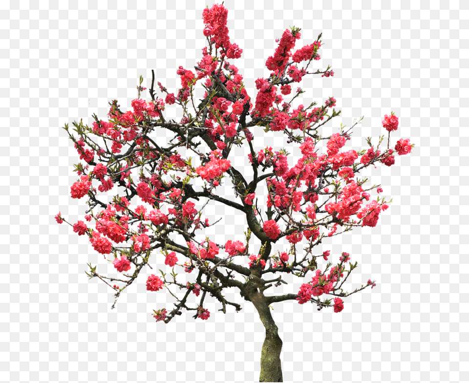 Cherry Blossom Tree Red Cherry Blossom Tree, Flower, Flower Arrangement, Plant, Potted Plant Free Png Download