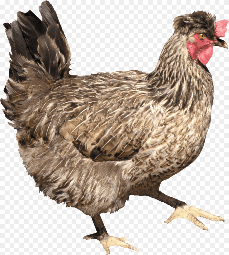 Chicken Image Hq Chicken, Animal, Bird, Fowl, Poultry Free Png Download