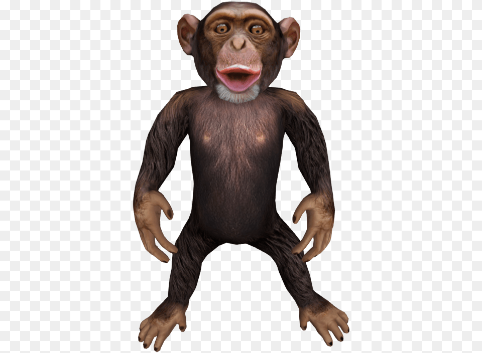 Download Chimp Macaque, Animal, Mammal, Monkey, Wildlife Free Transparent Png