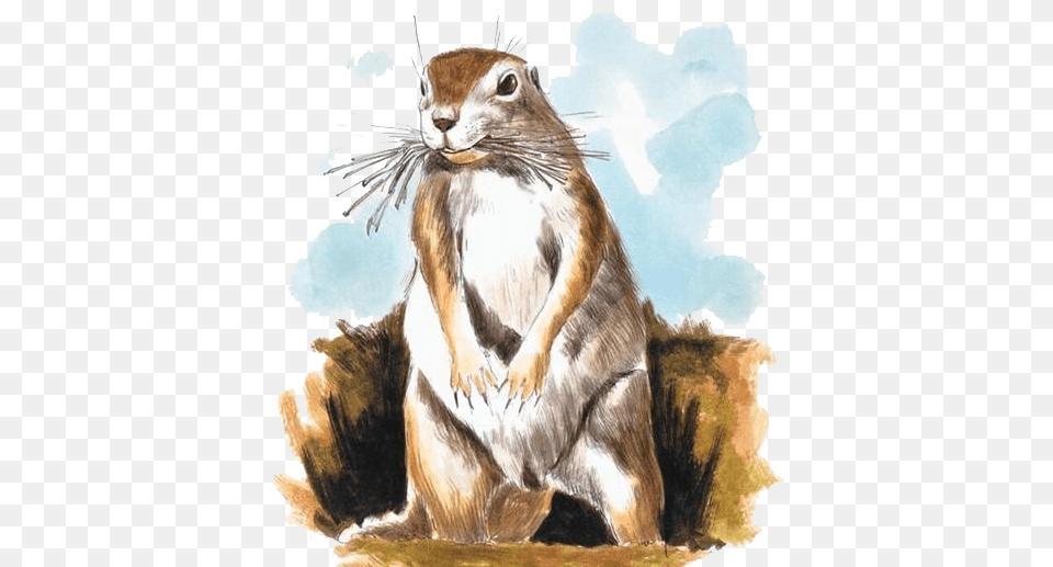 Download Chipmunk Mole Watercolor Painting Illustration Painting Of Ground Prairie Squirrel, Art, Animal, Mammal, Cat Free Transparent Png