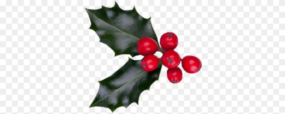 Download Christmas Berries Psd Christmas Berries Image Christmas Berries, Food, Fruit, Leaf, Plant Free Png