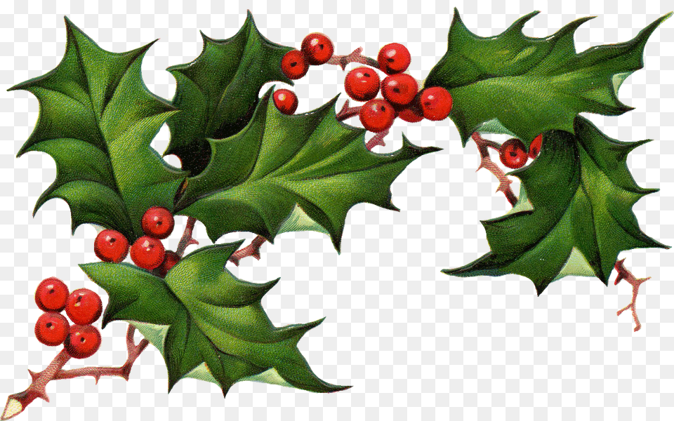 Download Christmas Elements Pic Transparent Holly, Leaf, Plant, Tree, Food Png