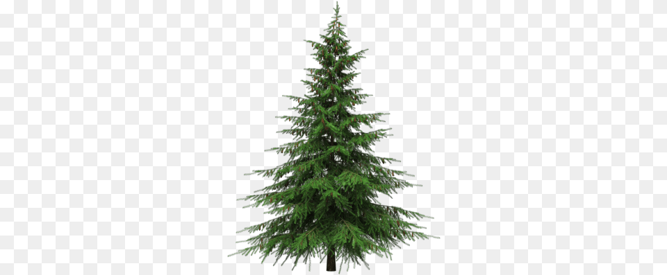Download Christmas Tree Image And Clipart Background Real Christmas Tree, Conifer, Fir, Pine, Plant Free Png