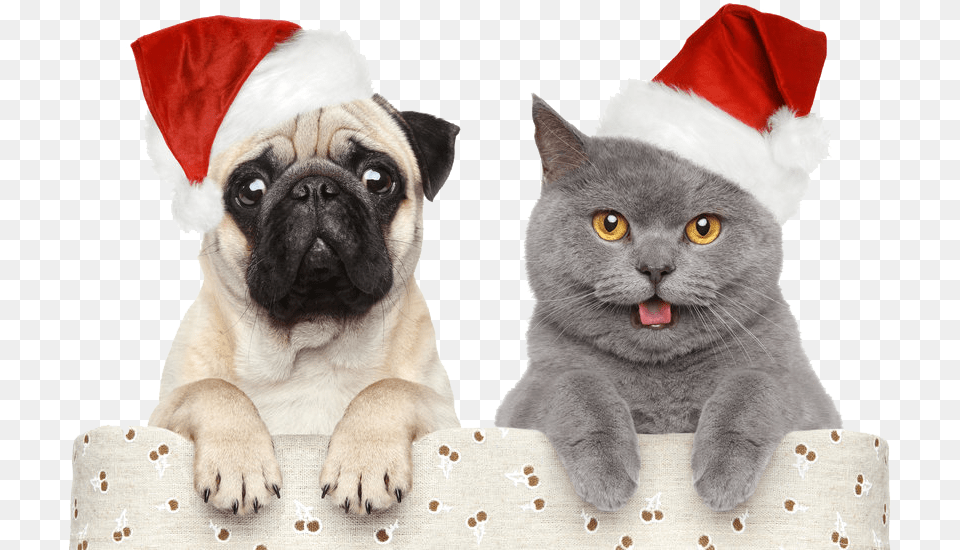 Download Christmashalloweenchristmas Pet Hats Claus Dog Happy New Year Animals, Animal, Canine, Mammal, Cat Png