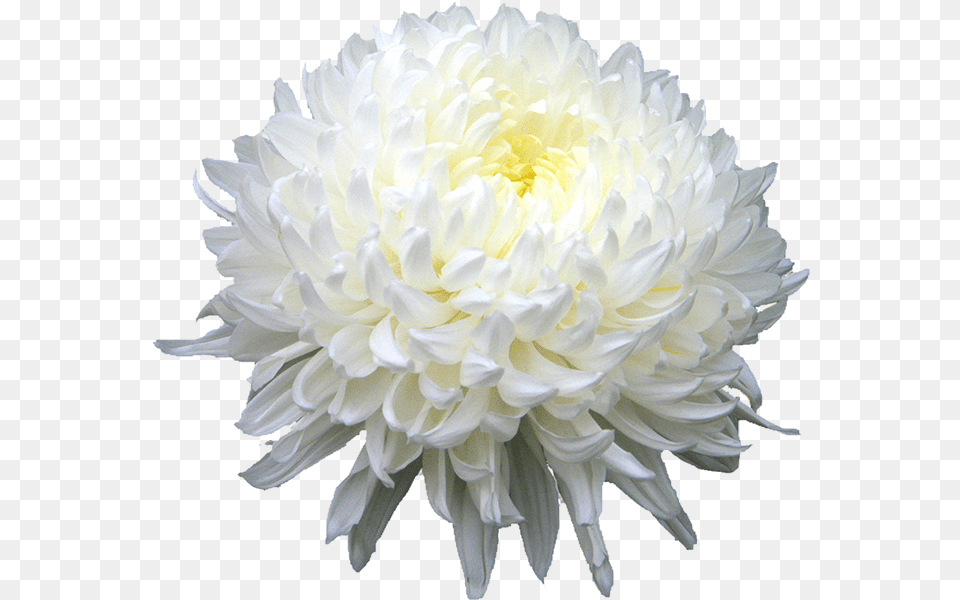 Download Chrysanthemum Hd York Drama Critics Circle Award, Dahlia, Flower, Plant, Petal Free Png