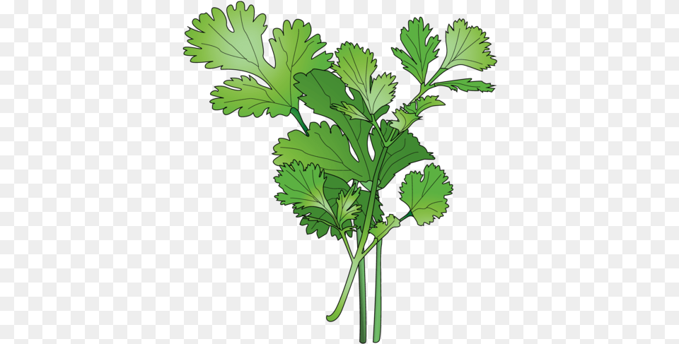Download Cilantro Parsley, Herbs, Plant Free Png