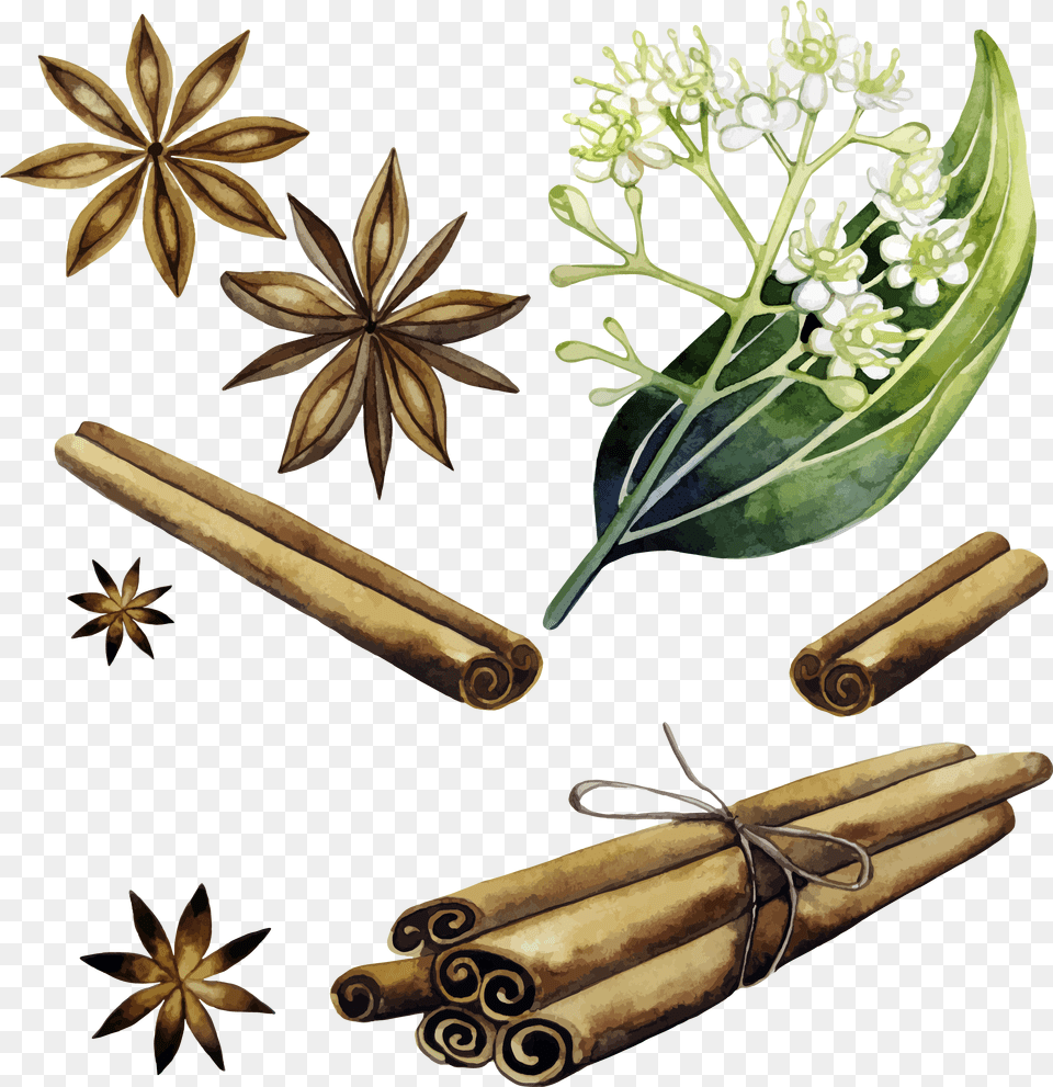 Download Cinnamon Vector Plant Cinnamon Watercolor, Herbal, Herbs, Food, Dynamite Free Png