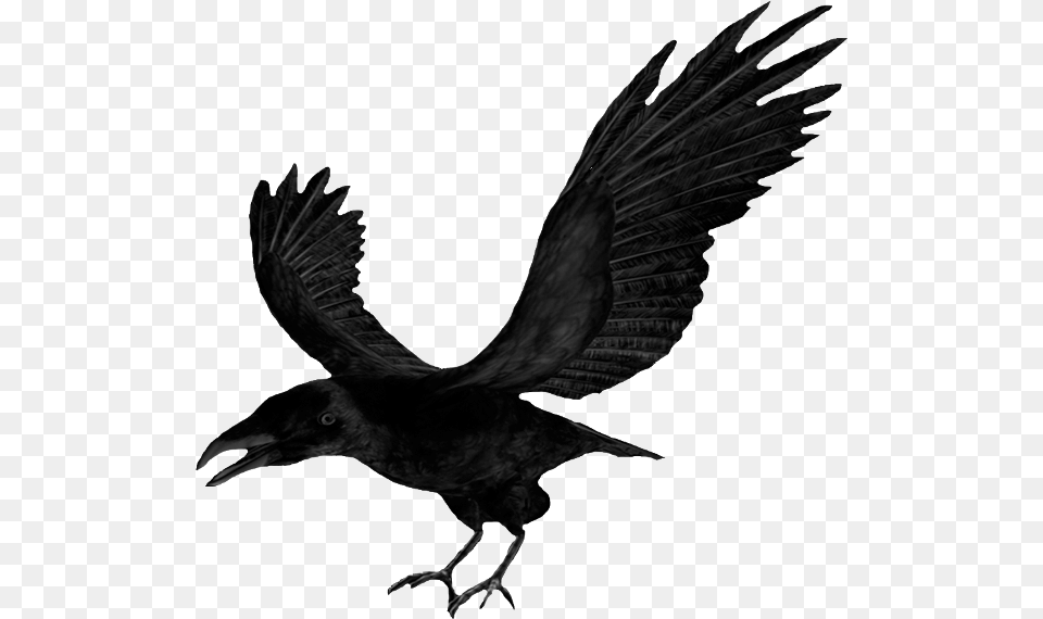 Download Clip Art Crow Clipart, Animal, Bird, Black Png
