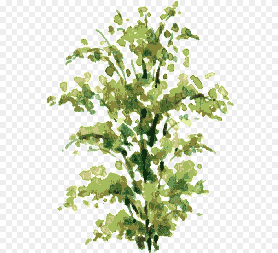 Download Clip Art Freeuse Library Shrub Drawing Shrub Transparent Watercolor Plant, Leaf, Green, Moss, Fern Png