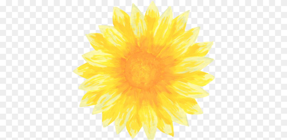 Download Clip Art Library Sunflowers For Fresh, Dahlia, Flower, Plant, Petal Png Image