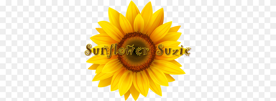 Download Clip Art Sun Flower Image With No Background Vetor Girassol Desenho, Plant, Sunflower Png