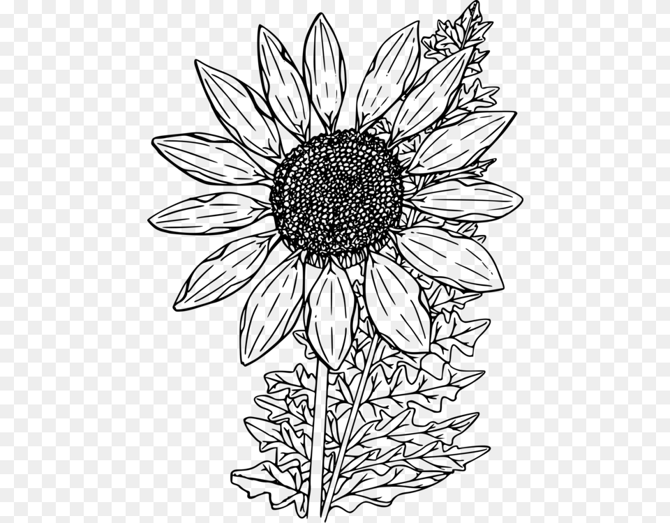 Clip Art Sunflowers Source Flowers Flowers And More Flowers Adult Coloring Book, Gray Free Png Download