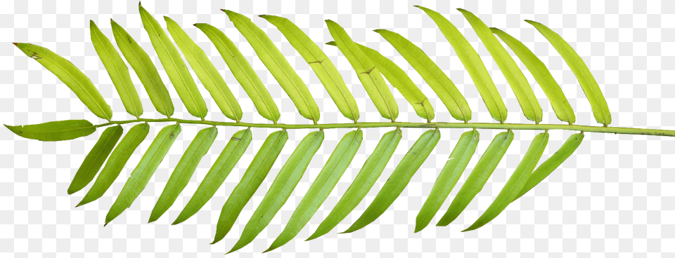 Download Clip Art Tropical Leaf Watercolor, Fern, Plant, Tree Free Transparent Png