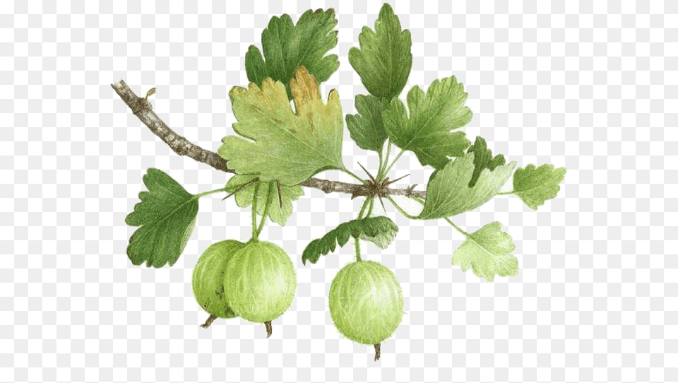 Download Clip Freeuse Stock Gooseberry Watercolor Painting Gooseberry Illustration, Leaf, Plant, Food, Fruit Free Transparent Png