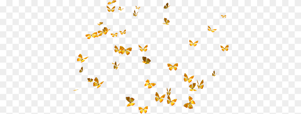 Download Clipart Butterflies, Flower, Petal, Plant, Animal Png