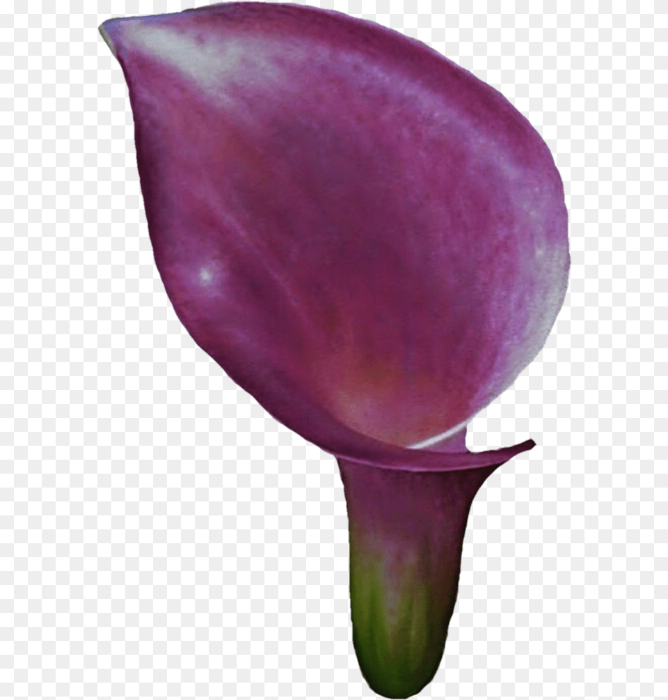 Download Clipart Calla Lily Flower, Petal, Plant, Rose Png Image
