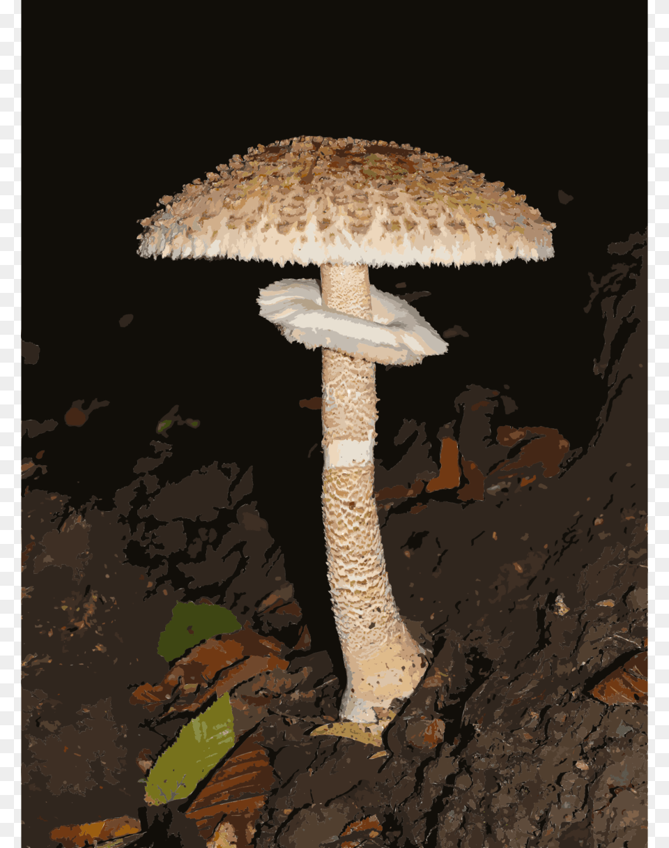 Clipart Parasol Mushroom Lepiota Parasol Mushroom, Fungus, Plant, Agaric, Amanita Free Png Download