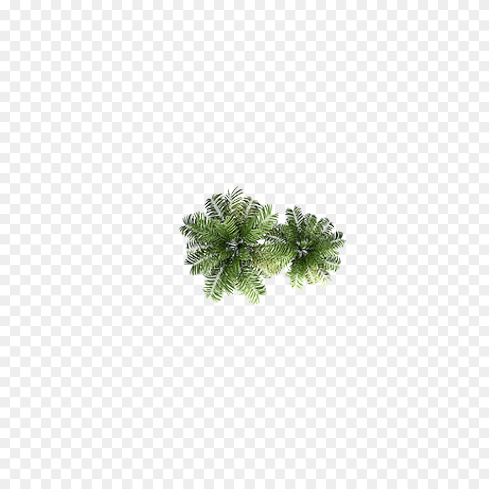 Download Clipart Tree Top View, Herbs, Vegetation, Plant, Leaf Png Image