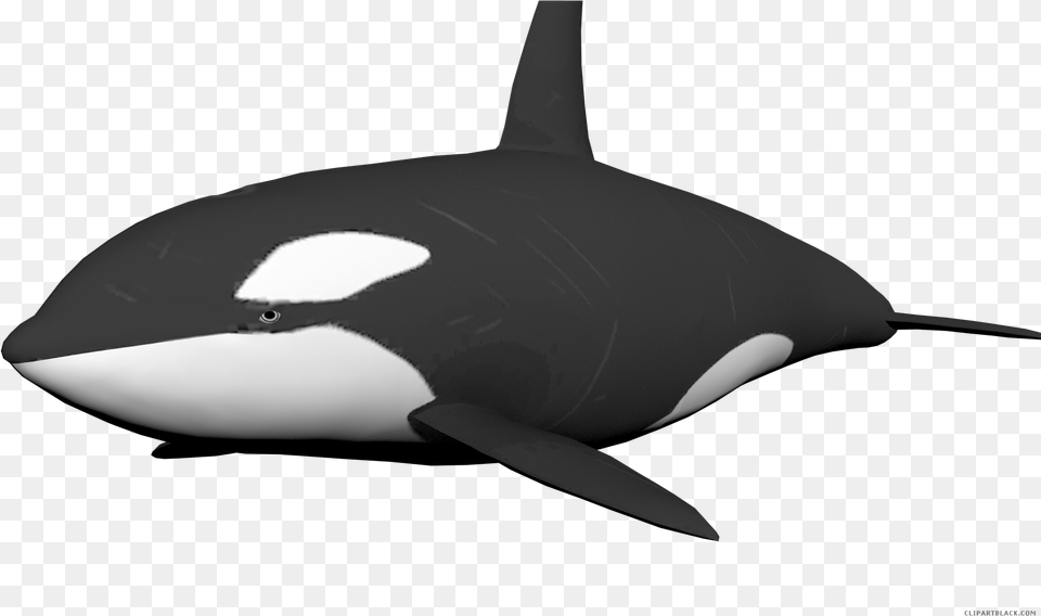 Download Clipartblack Com Animal Cute Orca Transparent Background, Sea Life, Mammal, Fish, Shark Png Image