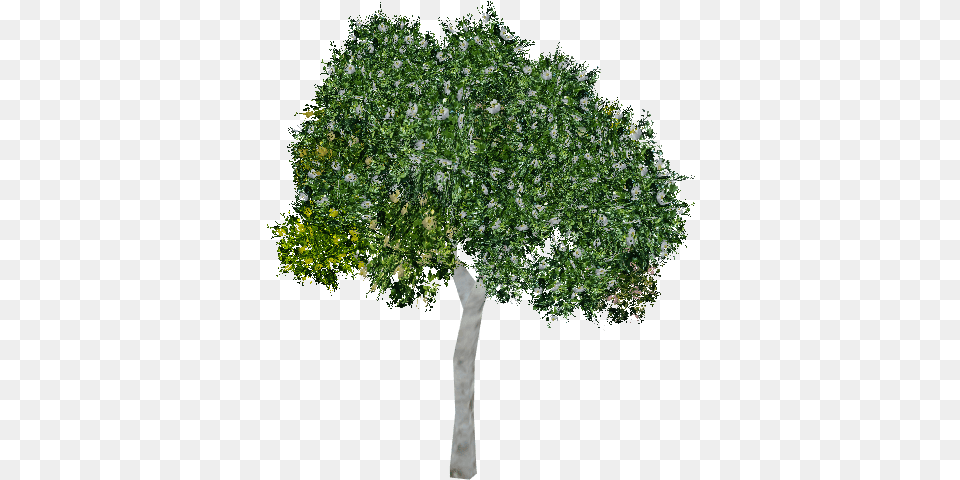 Download Clusia Tree Trees Elevation For Photoshop, Oak, Plant, Sycamore, Tree Trunk Free Transparent Png