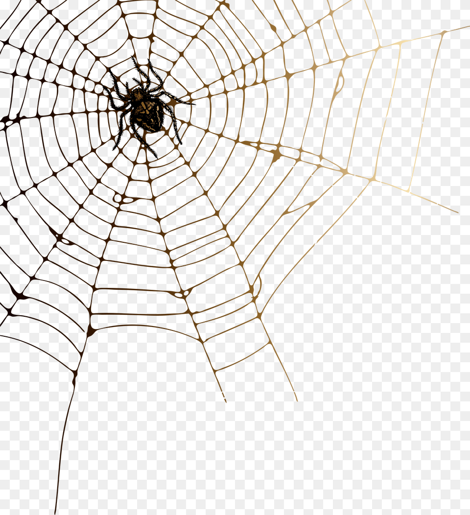 Download Cobweb Image With No, Spider Web, Animal, Invertebrate, Spider Free Transparent Png
