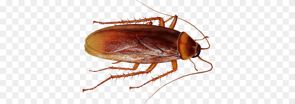 Download Cockroach File Cockroach, Animal, Insect, Invertebrate Free Png