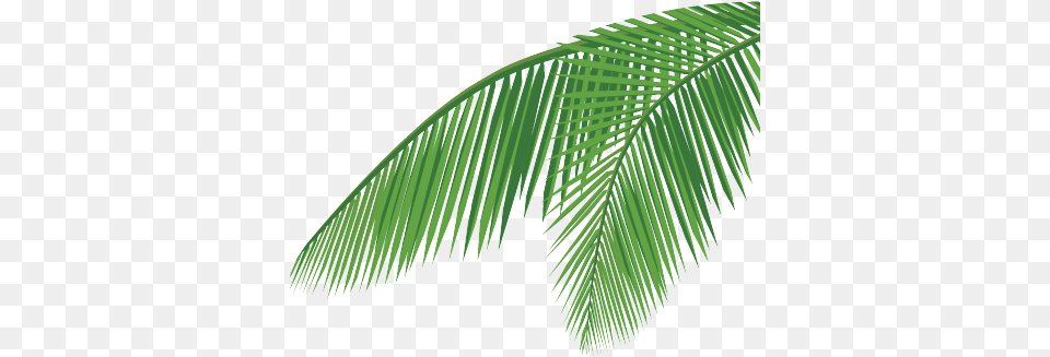 Download Coconut Leaf Coconut Leaf Vector Full Leaf Coconut Tree Leaves, Fern, Plant, Vegetation, Green Png