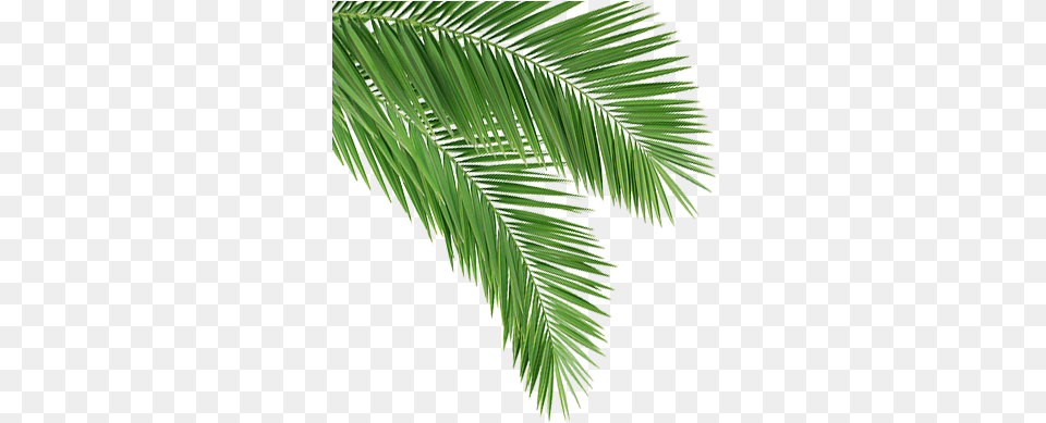 Download Coconut Leaf Coconut Tree Leaves Full Coconut Leaf Hd, Green, Plant, Palm Tree, Vegetation Png