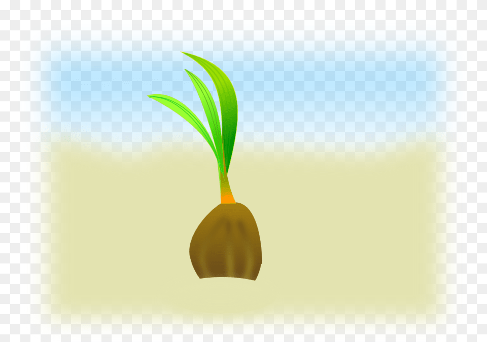 Download Coconut Seeds Vector Clipart Seed Clip Art Graphics, Plant, Sprout Png Image