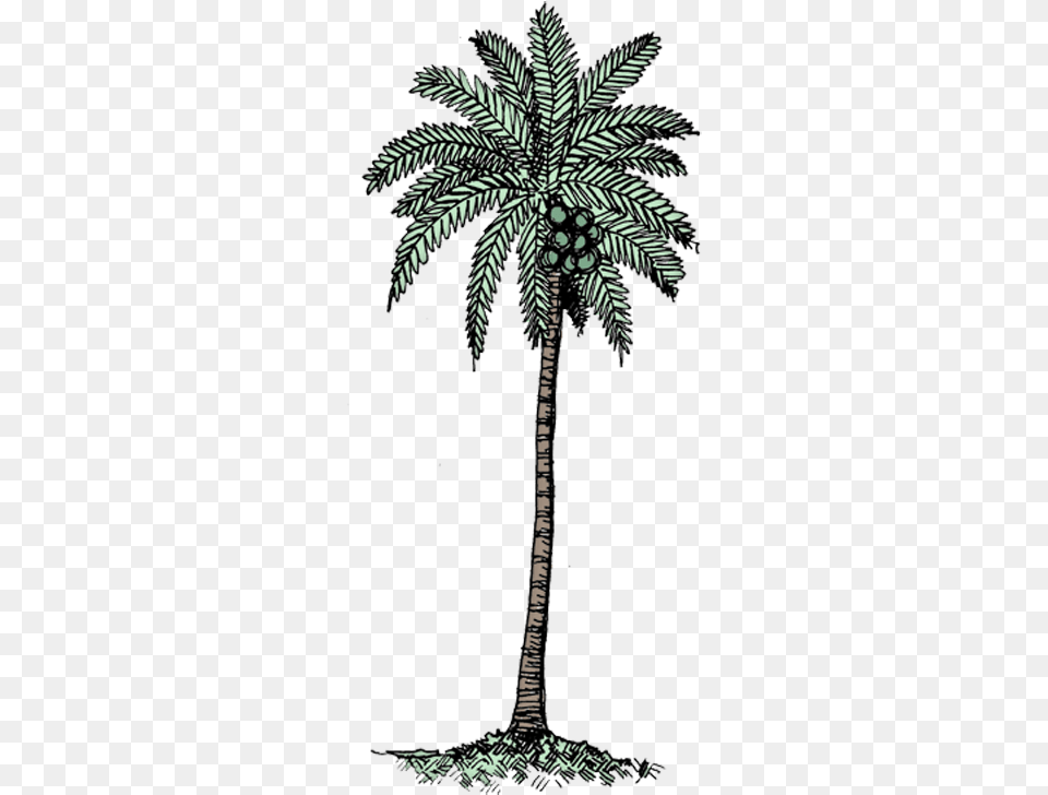 Download Coconut Tree Col Black U0026 White Coconut Tree Coconut White Background, Palm Tree, Plant Free Transparent Png
