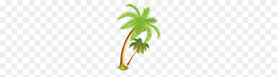 Coconut Tree Vector Clipart Palm Trees Coconut Clip, Palm Tree, Plant, Leaf Free Png Download