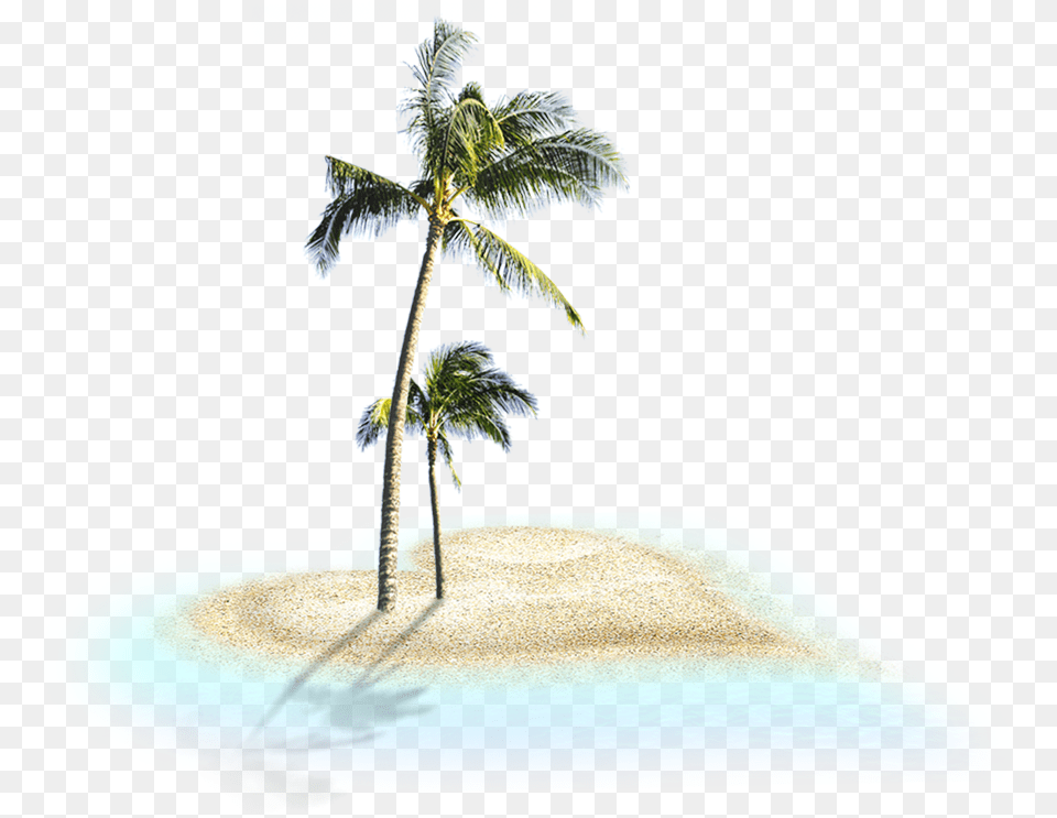 Download Coconut Trees Image For Portable Network Graphics, Water, Tree, Sea, Plant Free Transparent Png