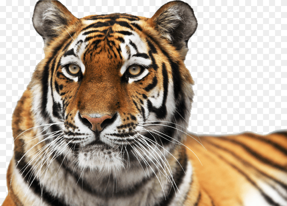 Download Colchester Zoo, Animal, Mammal, Tiger, Wildlife Png Image