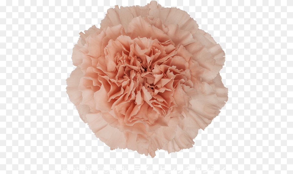 Download Colibri Flowers Carnation Carnation Light Pink Candy, Flower, Plant, Rose Free Transparent Png