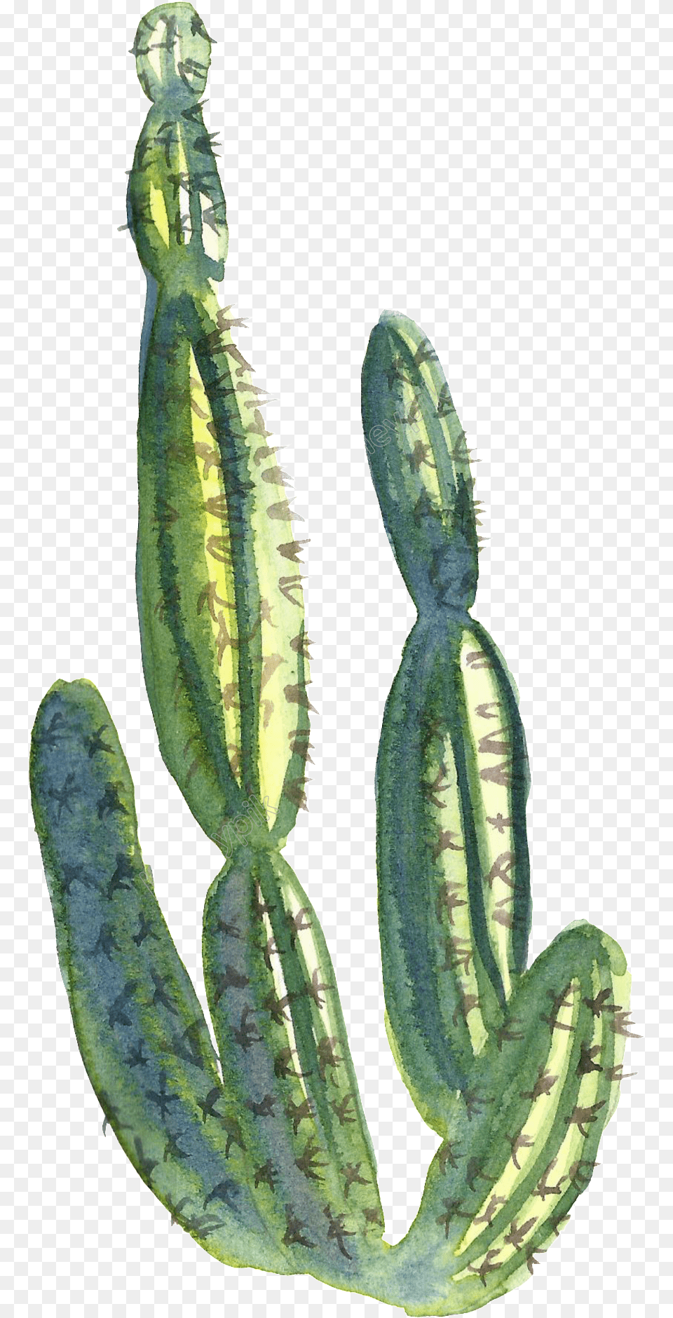 Download Collection Of Cactus Water Paint Watercolor Cactus Clipart Background, Plant, Head, Person Free Png