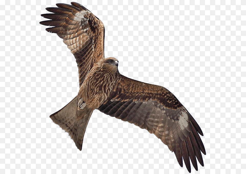 Collection Of High Kite Bird Transparent Brown Hawk In Flight, Animal, Kite Bird, Buzzard, Vulture Free Png Download