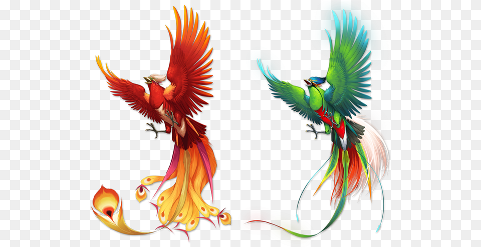 Download Color Pattern Fenghuang Bird Phoenix Frame Color Of A Phoenix, Animal, Parrot Free Png