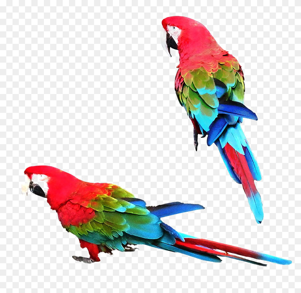 Colorful Parrot Macaw, Animal, Bird Free Png Download