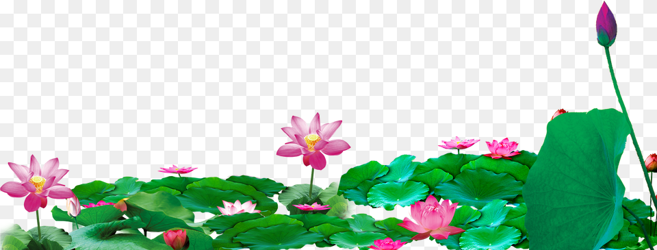 Computer File Transprent White Lotus Chinese Background, Flower, Petal, Plant, Geranium Free Png Download